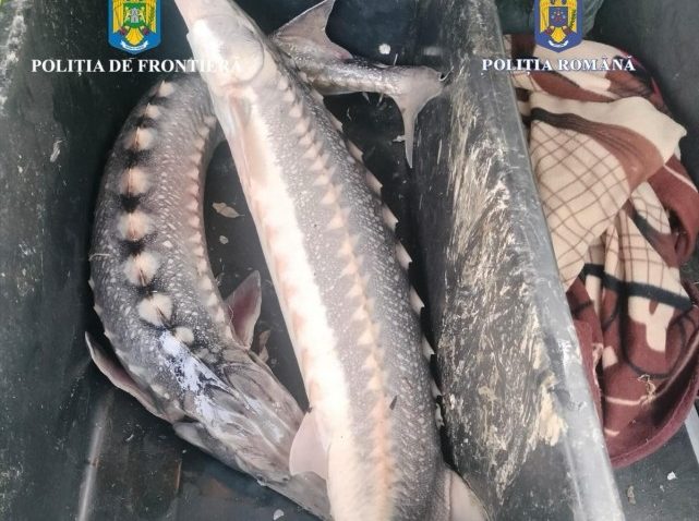 TULCEA: Braconieri surprinși cu sturioni în portbagaj