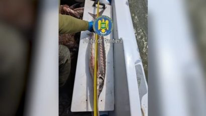Polițiștii de frontieră tulceni au eliberat 7 sturioni şi un rechin capturați de braconieri