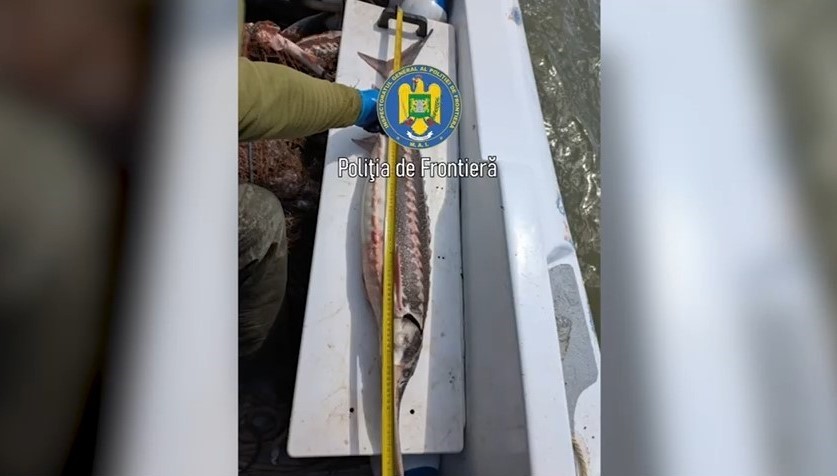 Polițiștii de frontieră tulceni au eliberat 7 sturioni şi un rechin capturați de braconieri