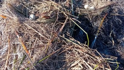 ARBDD: A fost monitorizată colonia de păsări de pe Insula Ceaplace. 160 de pelicani creți cuibăresc aici