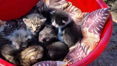 CONSTANȚA: Șase pui de pisică, abandonați în parcarea unui hipermarket. Polițiștii au sancționat-o pe femeia responsabilă de această faptă, iar puii au fost adoptați