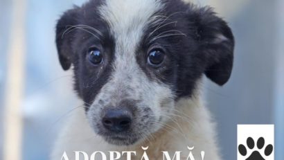 Adoptă un cățel! La Adăpostul public pentru animale abandonate Constanța, peste 400 de câini își așteaptă familia