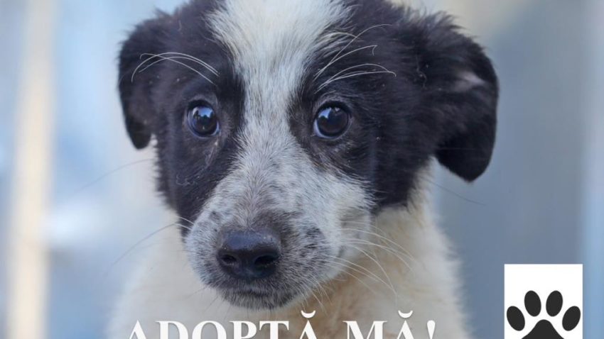Adoptă un cățel! La Adăpostul public pentru animale abandonate Constanța, peste 400 de câini își așteaptă familia