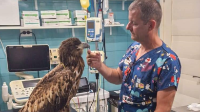 TULCEA: Veterinar în prima linie – povestea asociației care îngrijește fauna sălbatică din Dobrogea de Nord