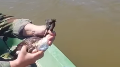 TULCEA/VIDEO: Acțiune antibraconaj în Delta Dunării