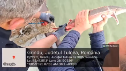 TULCEA: Plase cu sturion braconat descoperite de comisarii Gărzii Naționale de Mediu