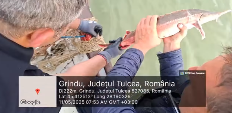 TULCEA: Plase cu sturion braconat descoperite de comisarii Gărzii Naționale de Mediu