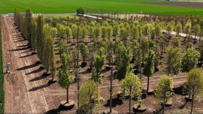 AUDIO | Prima pepinieră dendrologică privată din Dobrogea, amenajată la Lazu