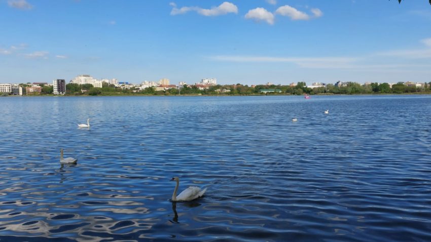 lebede, vreme frumoasa, lacul Tabacarie - foto - ds