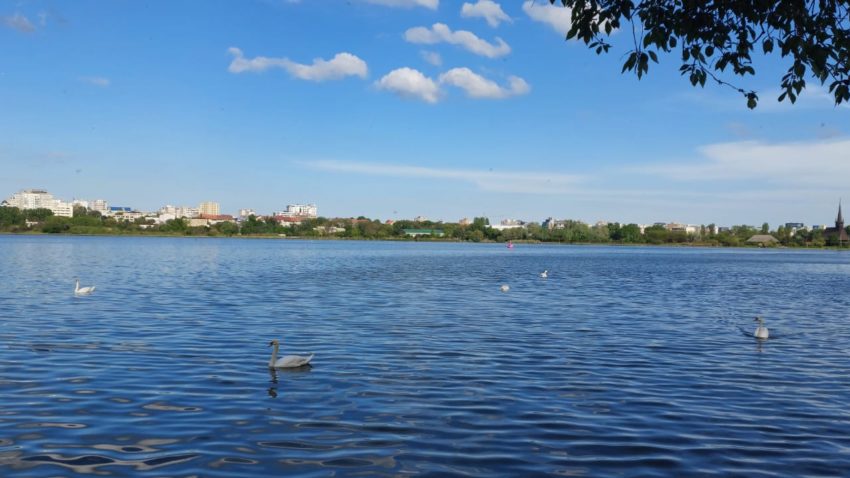 lebede, vreme frumoasa, lacul Tabacarie - foto - ds