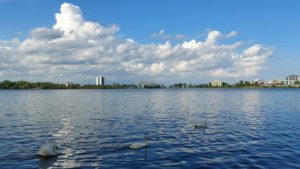 lebede, vreme frumoasa, lacul Tabacarie - foto - ds