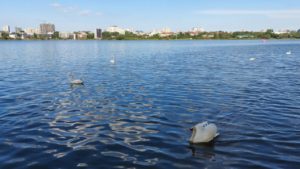 lebede, vreme frumoasa, lacul Tabacarie - foto - ds