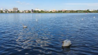 lebede, vreme frumoasa, lacul Tabacarie - foto - ds