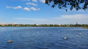lebede, vreme frumoasa, lacul Tabacarie - foto - ds