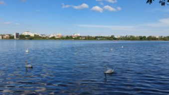 lebede, vreme frumoasa, lacul Tabacarie - foto - ds