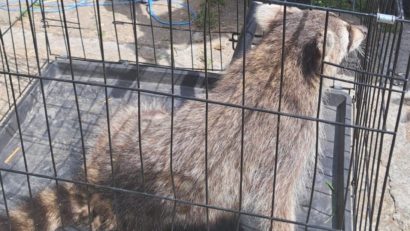 Raton capturat de jandarmi pe acoperişul unei case din localitatea constănțeană Mihail Kogălniceanu