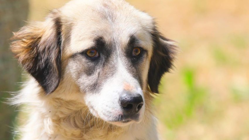 CONSTANȚA: Campania „Adoptă un cățel!” continuă. Peste 450 de câini își așteapă familia