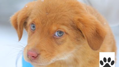 CONSTANȚA: Campania „Adoptă un cățel” continuă