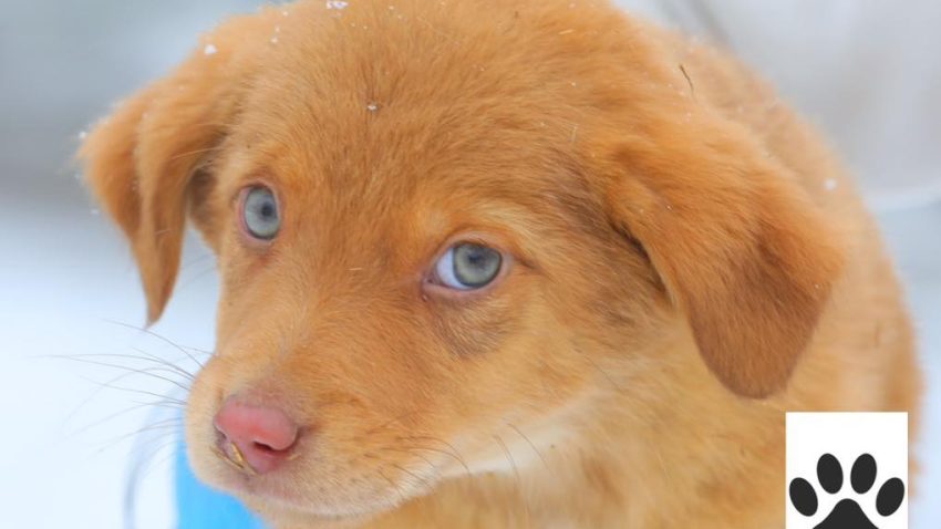 CONSTANȚA: Campania „Adoptă un cățel” continuă
