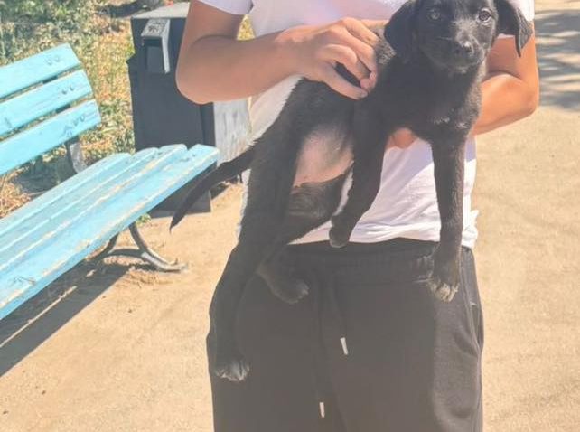 Minnie, o cățelușă de la Adăpostul Public pentru Animale Abandonate Constanța, a fost adoptată