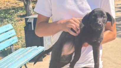 Minnie, o cățelușă de la Adăpostul Public pentru Animale Abandonate Constanța, a fost adoptată