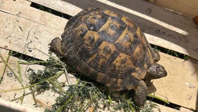 CONSTANȚA: Broască țestoasă dobrogeană de vânzare pe internet. Protecția Animalelor a intervenit
