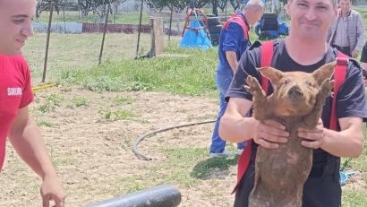 VIDEO | HÂRȘOVA: Pompierii militari, chemați să salveze 3 purceluși căzuți în canalizare