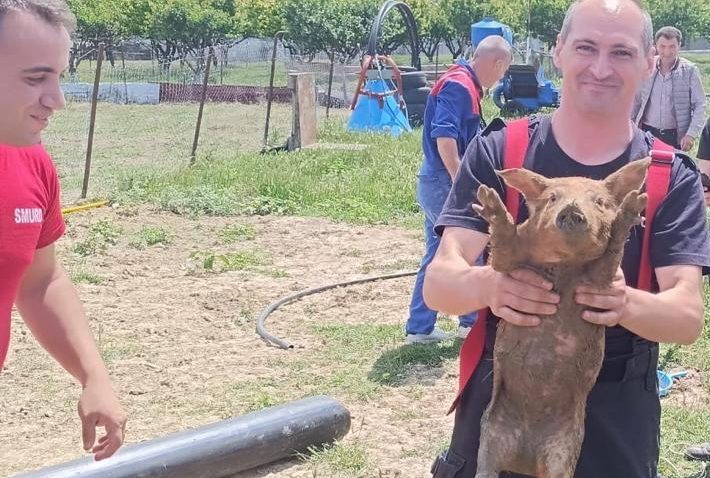 VIDEO | HÂRȘOVA: Pompierii militari, chemați să salveze 3 purceluși căzuți în canalizare