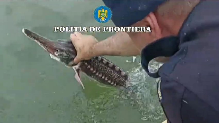 Polițiștii de frontieră tulceni au eliberat patru exemplare de sturion