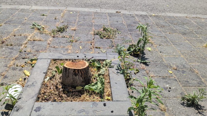 CONSTANȚA: Primăria îndepărtează arborii din specia dud. Care este motivul invocat?