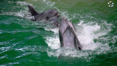 După o lungă așteptare, Ni Ni și cei patru delfini ucraineni și-au reluat demonstrațiile la Delfinariul din Constanța