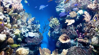 8 iunie – Ziua Mondială a Oceanelor