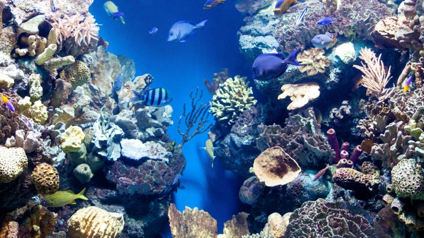 8 iunie – Ziua Mondială a Oceanelor