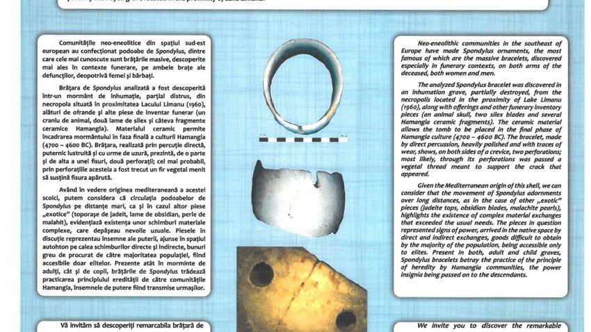 Brățară de Spondylus descoperită la Limanu, exponatul lunii la Muzeul de Istorie Națională și Arheologie Constanța