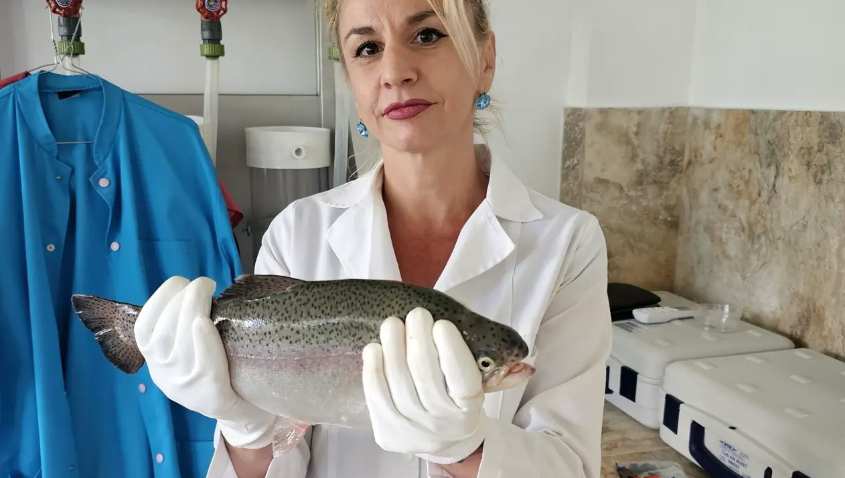 Specii noi, adaptate la condițiile Mării Negre: dorada, păstrăvul curcubeu, lavracul și stridia