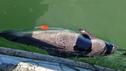 TULCEA: 8 sturioni și un delfin prinşi în plasele de pescuit, eliberaţi în Marea Neagră de polițiștii de frontieră