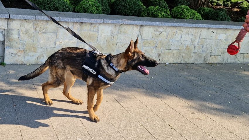 FOTO | Aria, noul partener canin al jandarmilor constănțeni