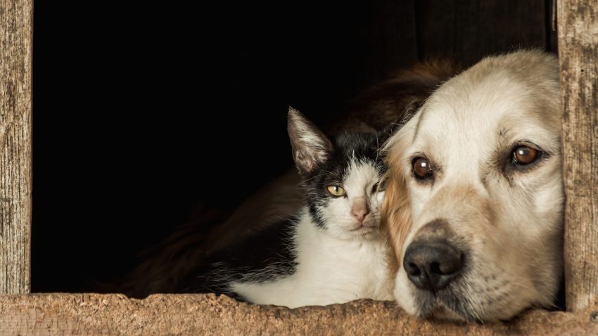 Medicamentele de uz veterinar și hrana pentru animale vor avea TVA de 11% de la 1 august