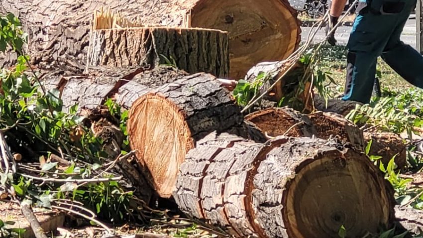 VIDEO | CONSTANȚA: Copaci puși la pământ în parcul Tomis II. Explicația Primăriei