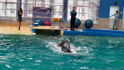 VIDEO | Săli pline la demonstrațiile de la Delfinariul și Planetariul din Constanța