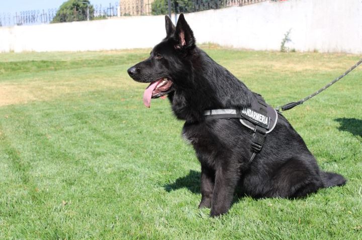 TULCEA: Loki Von Haus Matyas, noul membru al Inspectoratului de Jandarmi Județean