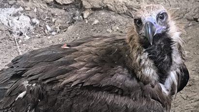 Vulturul Dryan, salvat în Delta Dunării la începutul lunii, și-a luat zborul spre noi aventuri!