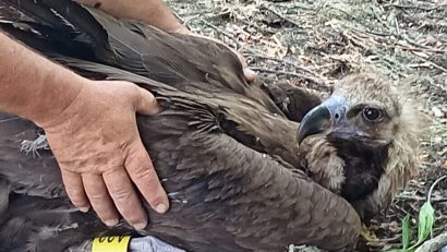 Vulturul negru Dryan, o călătorie de 10.000 de km și o misiune de salvare reușită în Delta Dunării