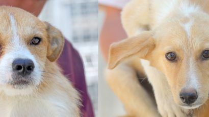 CONSTANȚA: Sute de animale de la Adăpostul public își așteaptă familia