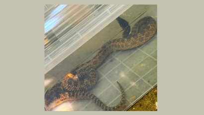 Balaur dobrogean, capturat de jandarmi într-o gospodărie din localitatea 2 Mai