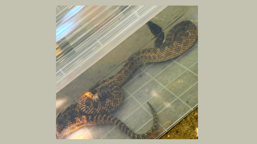 Balaur dobrogean, capturat de jandarmi într-o gospodărie din localitatea 2 Mai
