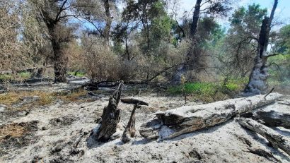 TULCEA: Incendiu de vegetație uscată și fond forestier în zona Sireasa din Delta Dunării