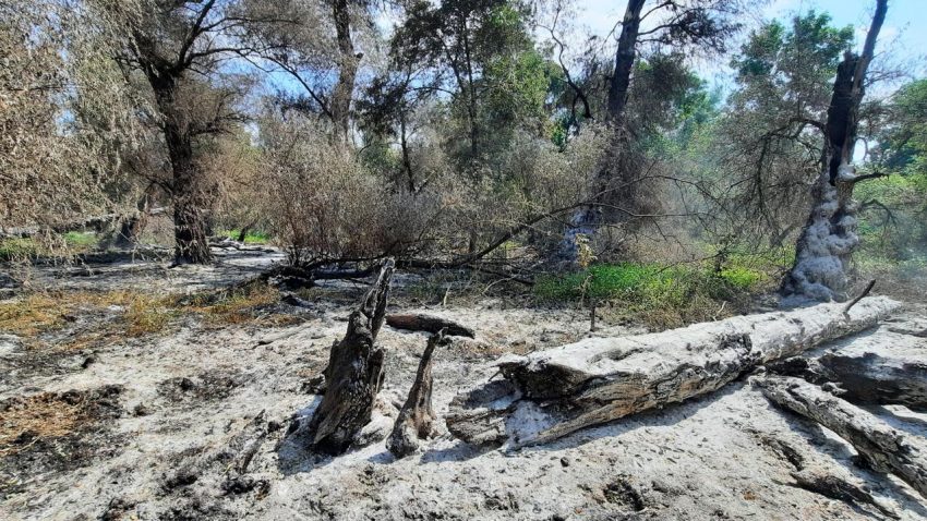 TULCEA: Incendiu de vegetație uscată și fond forestier în zona Sireasa din Delta Dunării