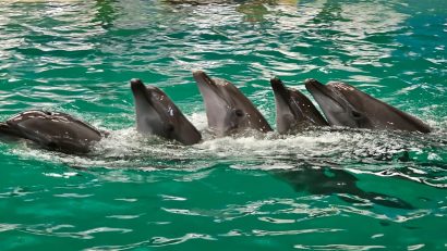 Cinci delfini din Malta vor ajunge la Complexul Muzeal de Științe ale Naturii Constanța