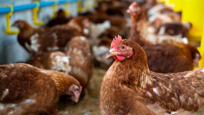 ANSVSA avertizează asupra riscului crescut al gripei aviare şi solicită aplicarea strictă a măsurilor de biosecuritate